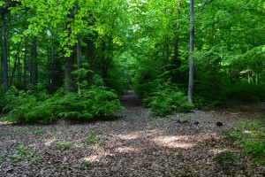 rsz_dsc_0134_1