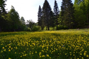 rsz_dsc_0139_1
